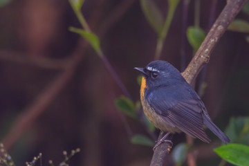 view of a beautiful bird in nature