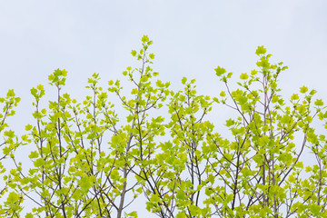 百合の木の新葉