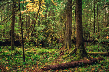 Fototapeta premium Oregon Forest, Willamette National Forest