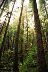 Oregon Forest, Willamette National Forest