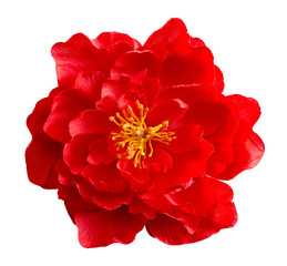 beautiful red peony from fabric on a white background. flower of love and passion