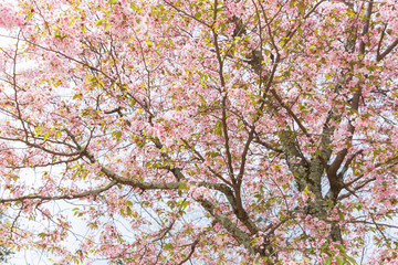 満開の奈良八重桜