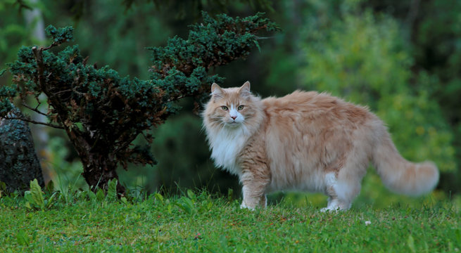 A big and strong norwegian forest cat male standing outdoors in summer