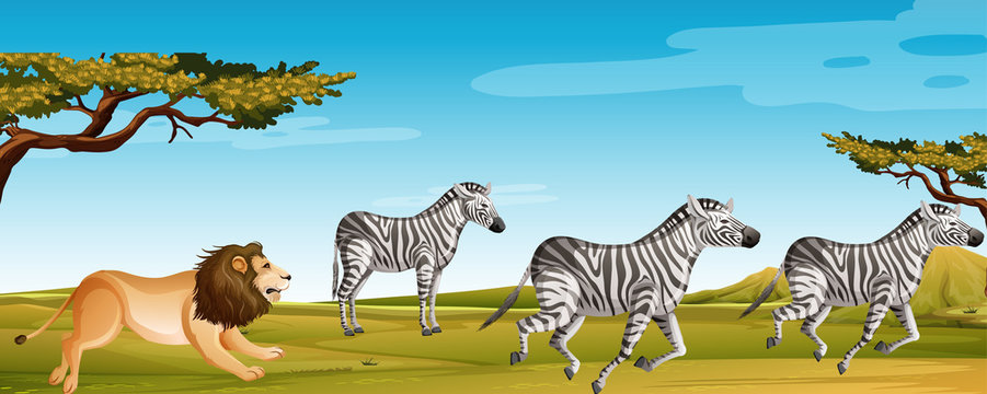 Scene With Lion Hunting Zebra In The Green Field