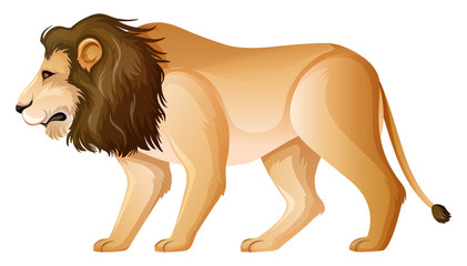 Wild lion standing on white background
