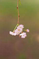 八重紅枝垂の花