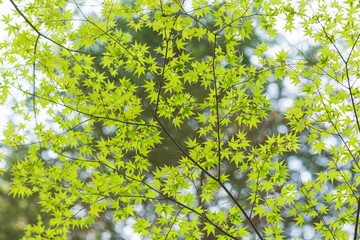 イロハモミジの新芽