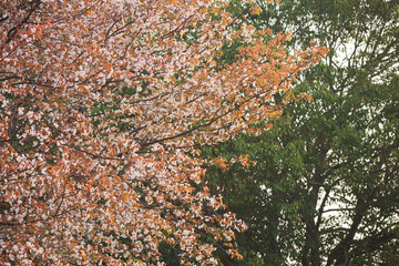 満開の山桜の花