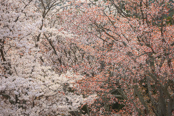 満開の染井吉野と山桜