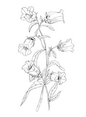 Black and white vector illustration of a bellflower outline.Botanical drawing of flowers for design, tattoo and coloring.