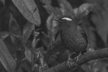 view of a beautiful bird in nature