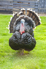 portrait of a beautiful gray turkey grazing on a fenced pasture on a clear day