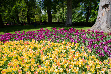 Tulips in Keukenhof park (Netherlands).