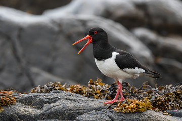 Eurasian Oystercatcher - Haematopus ostralegus, beautiful bird from European and Asian coasts and cliffs, Runde, Norway