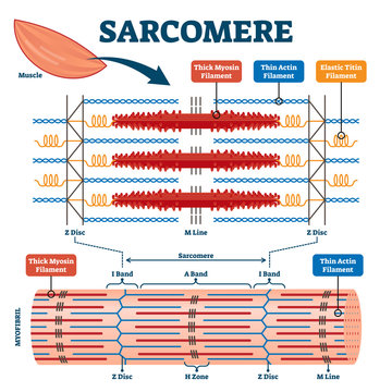 Sarcomere Muscular Biology Scheme Vector Illustration