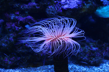Amazing marine animals (anemonia, actinia, anemone)
