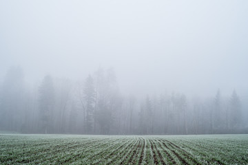 Obraz na płótnie Canvas Forest on a cold and foggy day
