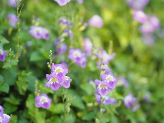 Obraz premium Naparstnica pełzająca, Acanthaceae, nazwa naparstnicy pełzającej purpurowy kwiat rozprzestrzeniający się, rośliny zielne okrywowe młode rośliny w tropikalnym ogrodzie natura tło