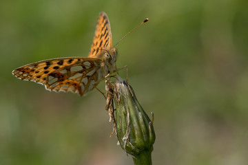 Cute little orange butterfly sitting on a flower