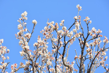 梅園の梅の花