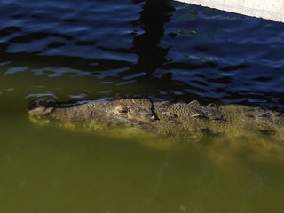 Animals Brasil Mexico