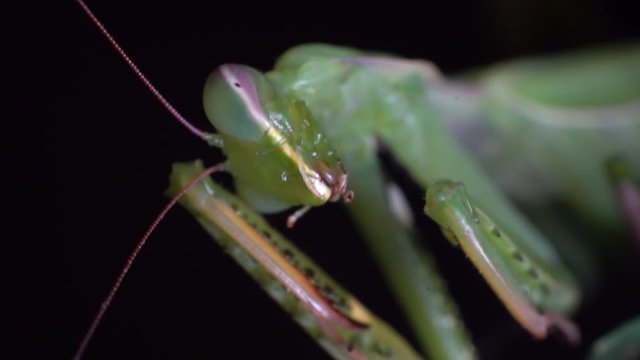 Extreme macro praying mantis cleaning her raptorial leg tibial spine