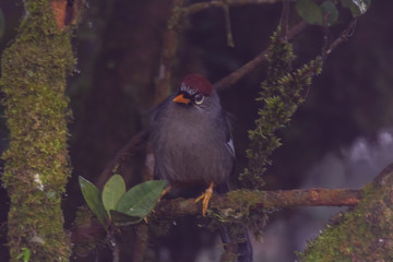 view of a beautiful bird in nature