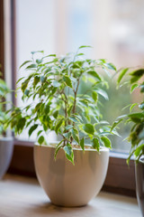 Close up of green decorative plant in pot on windowsill