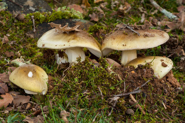 Amanita phalloides, poisonous mushroom cloth.