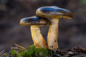 Hygrophorus hypothejus, two specimens that grow in the forest floor.