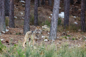 Lobo ibérico mirando de frente en un bosque de pinos. Canis lupus signatus. Sanabria, Zamora, España.