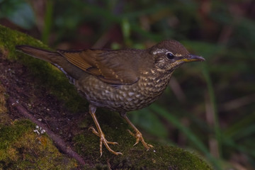 view of a beautiful bird in nature
