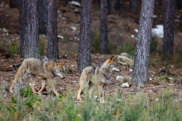 Canis lupus signatus. Manada de lobo ibérico en el interior de un bosque de pinos. Sanabria, Zamora, España.