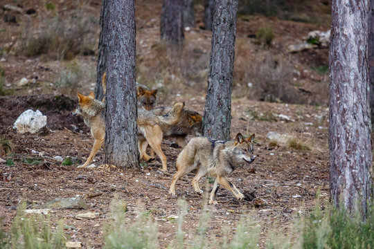 Lobo ibérico mirando de frente en un bosque de pinos. Canis lupus signatus. Sanabria, Zamora, España.