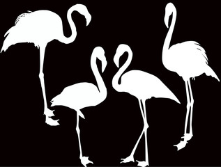 four white flamingo outlines isolated on black