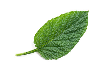 Fototapeta premium The green leaves on a white background have a rough texture.