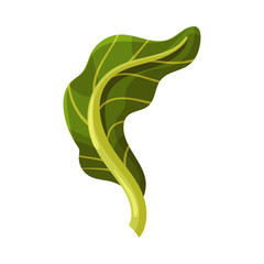 Green Leaf of Romanesco Cabbage with Fibers Isolated on White Background Vector Illustration