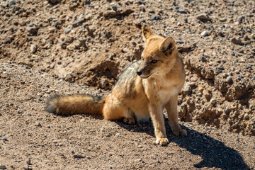Top view of little fox in Atacama desert, Chile