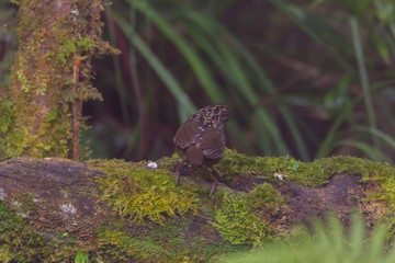 view of a beautiful bird in nature