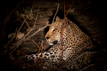 Leopard laid down during the night safari © F.C.G.