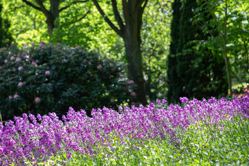Beautiful lavender. Lisse city (Netherlands).