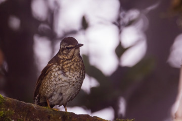 view of a beautiful bird in nature