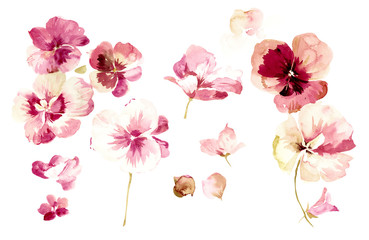 Flowers watercolor illustration.Manual composition.Big Set watercolor elements.