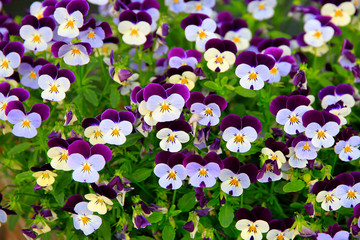 Garten-Stiefmütterchen (Viola wittrockiana) Zier-Pflanze mit vielen Blüten