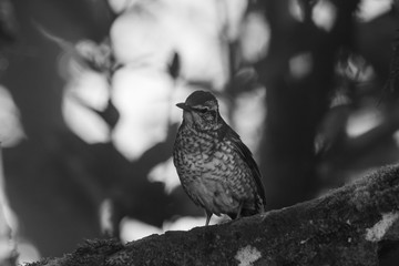 view of a beautiful bird in nature
