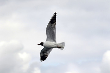 Mediterranean Gull (Larus melanocephalus) in flight