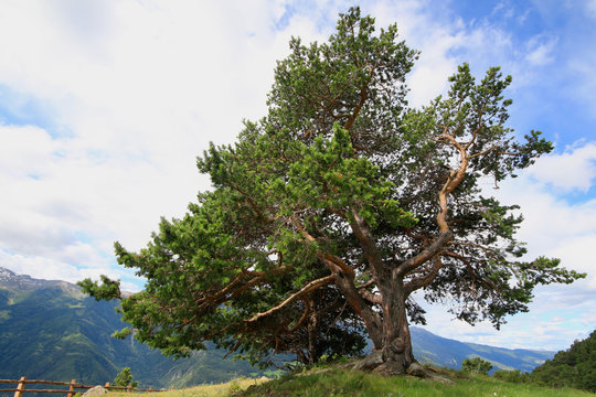 Zirbelkiefer (Pinus cembra) alter Baum in den Alpen, Südtirol, Italien
