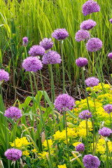Zierlauch (Allium) Pflanze mit lila Blüten