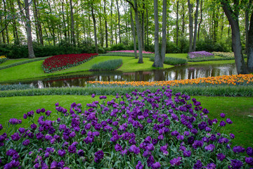 Tulips. Keukenhof park, Lisse, the Netherlands.