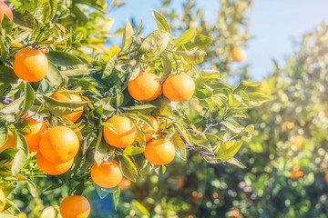 orange trees plantations